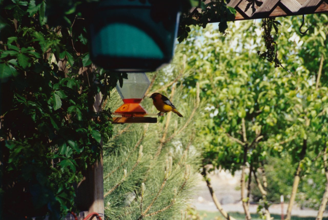 Merles folks birdfeeder